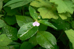 Impatiens kleiniformis